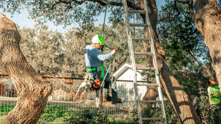 How Much Does Tree Removal Cost in Dutchess County This Spring?