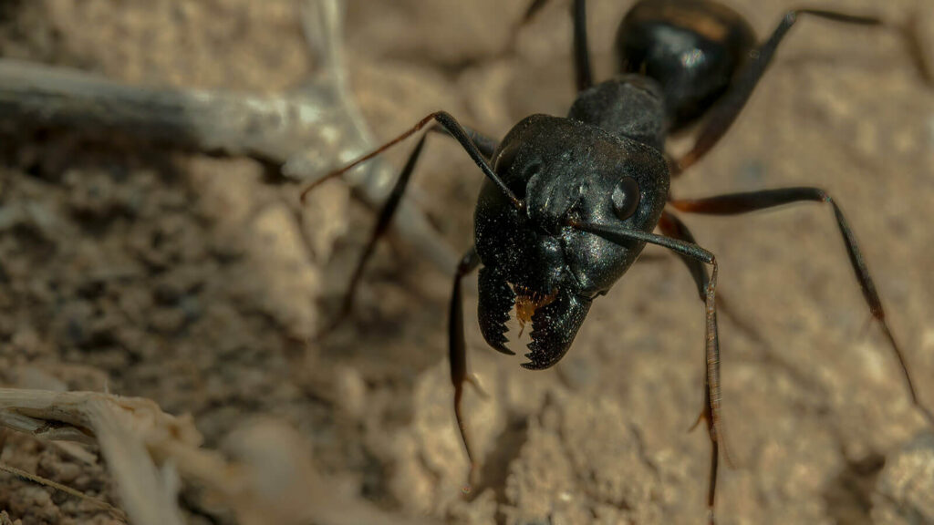 The Fastest Way to Stop Carpenter Ants and Termites From Moving Into a Spring-Warmed House
