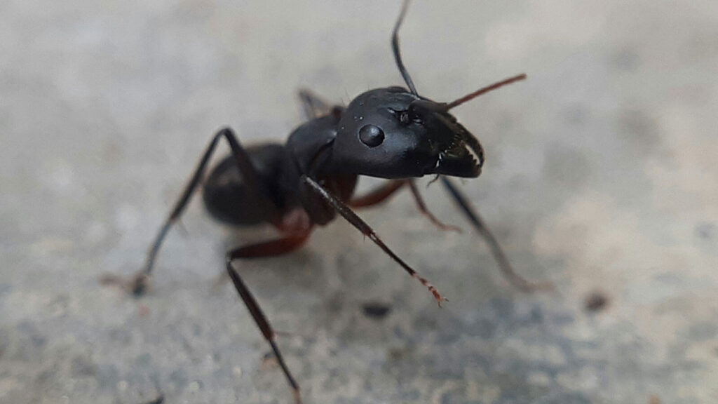 How to Spot Early Termite and Carpenter Ant Activity in Hudson Valley Homes This Spring