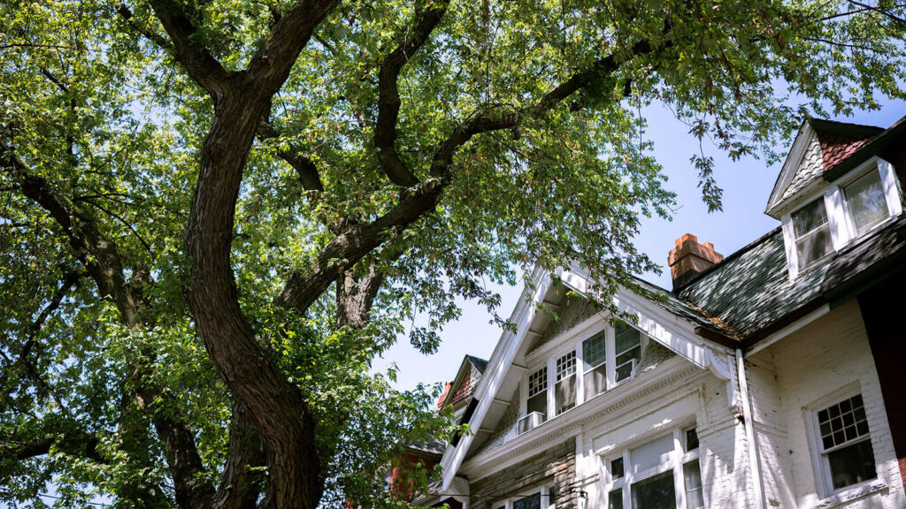 What to Do When a Tree Limb Starts Scraping Your Roof or Siding