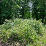 Maple Ridge Land Management project photo