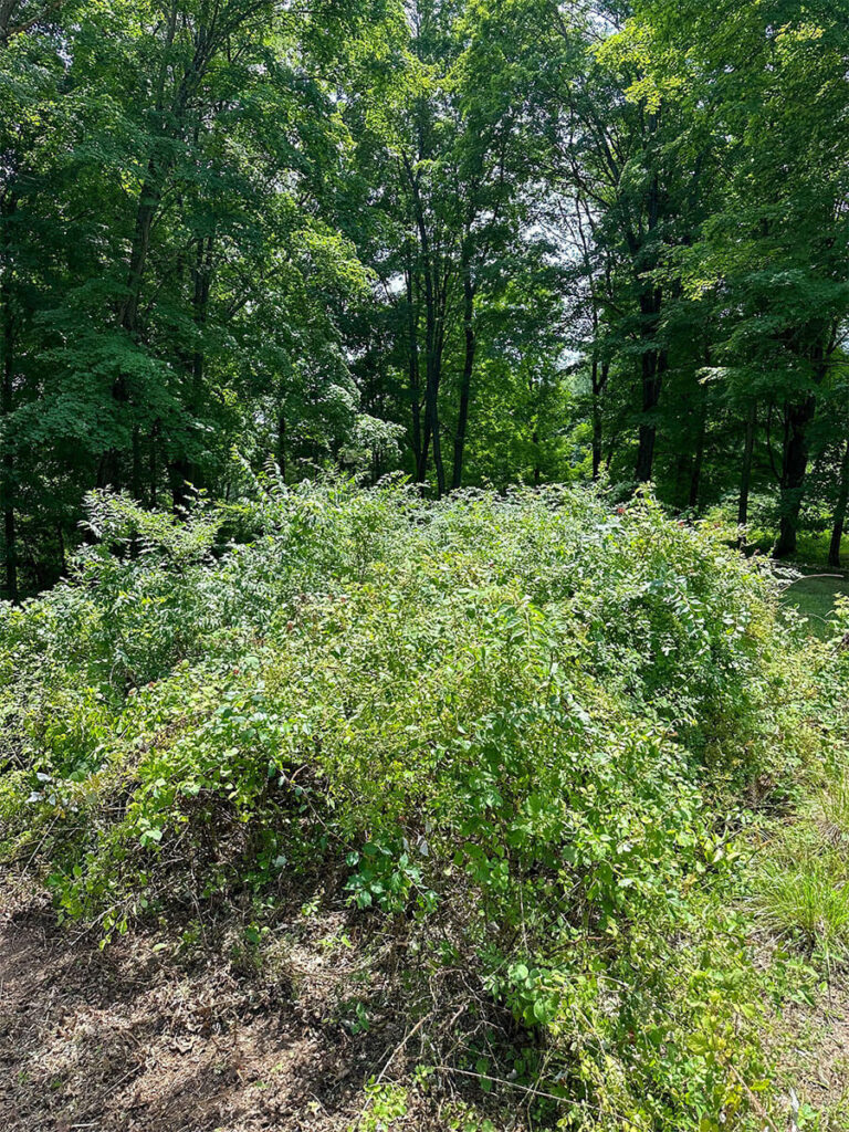 Maple Ridge Land Management project photo